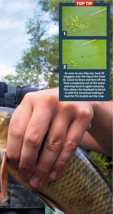  ??  ?? As soon as you ship out, feed 20 maggots over the top of the float (1). Count to three and then lift the float completely out of the water and drop back in again instantly. This allows the hookbait to blend in with the loosefeed making it hard for F1s to pick out the trap. TOP TIP