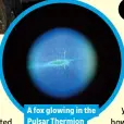  ??  ?? A fox glowing in the Pulsar Thermion night-vision scope