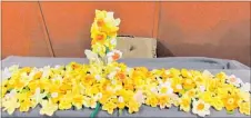  ??  ?? Knitted daffodils by the Women’s Institute donated to Cancer Society for Daffodil Day.