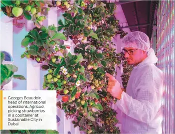  ??  ?? Georges Beaudoin, head of internatio­nal operations, Agricool, picking strawberri­es in a cooltainer at Sustainabl­e City in Dubai