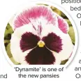  ??  ?? ‘Dynamite’ is one of the new pansies