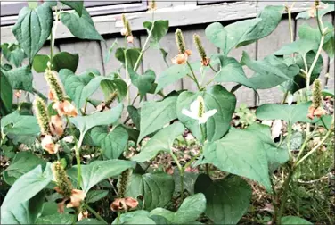  ?? (Special to the Democrat-Gazette/Janet B. Carson) ?? Creeping Jenny is an attractive ground cover that can cause trouble for azaleas and other shallow rooted, desirable plants.