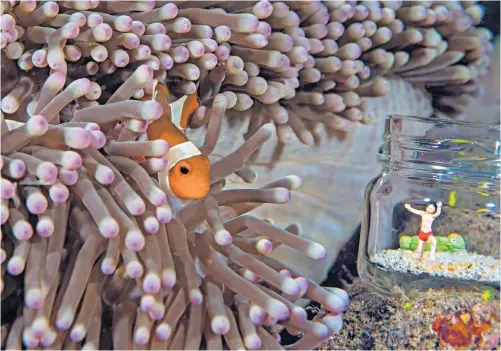  ??  ?? False clown anemone fish (Amphiprion ocellaris) in Bunaken National Marine Park, Indonesia.