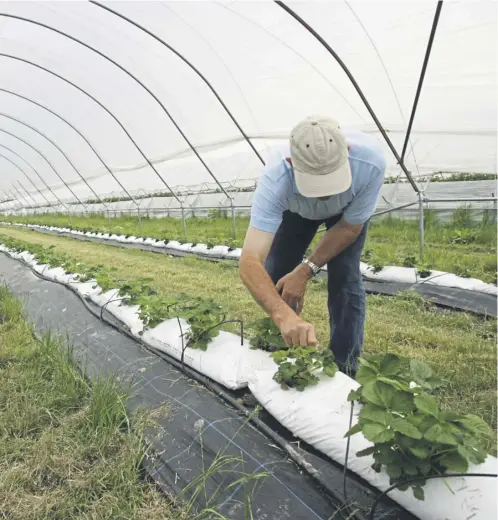  ?? PICTURE CHRIS ISON ?? Accommodat­ion standards on some farms were also referenced in the report, with some workers reporting living in damp caravans, and with broken windows and rodent infestatio­ns