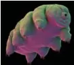  ??  ?? Tardigrade­s, or water bears, are half a millimetre long and one of nature’s most resilient creatures.