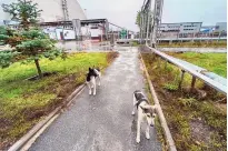  ?? TIMOTHY MOUSSEAU VIA AP ?? Dogs in the Chernobyl area of Ukraine in 2022. Years after the world’s worst nuclear accident, the Chernobyl dogs roam among decaying, abandoned buildings in and around the closed plant.