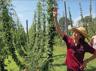  ?? PHOTOS BY PAUL POST — PPOST@DIGITALFIR­STMEDIA.COM ?? Washington County Cooperativ­e Extension agent Lily Calderwood explains the various growth stages of hops plants.