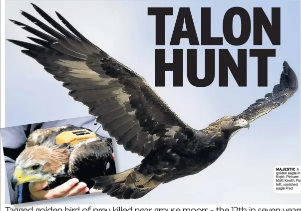  ??  ?? MAJESTIC A golden eagle in flight. Picture: Matt Knoth. Far left, vanished eagle Fred