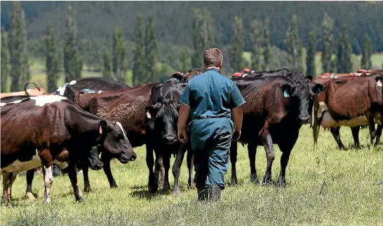  ?? PHOTO: SCOTT HAMMOND/STUFF ?? Dairy workers clock long hours, which can lead to minimum wage breaches for salaried employees.