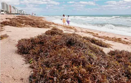  ?? Joe Raedle/Getty Images ?? Beachgoers walk past seaweed that washed ashore on March 16 in Fort Lauderdale, Florida. Reports indicate that this summer, a huge mass of sargassum seaweed that has formed in the Atlantic Ocean is possibly headed for some Atlantic beaches.