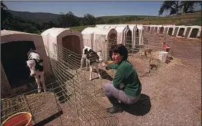  ?? LUCI S. HOUSTON/SAN JOSE MERCURY NEWS ?? Sharon Doughty allows one of her calves to suck her fingers. Doughty is co-owner of the Point Reyes Vineyards Inn at Point Reyes Station where guests can watch a dairy farmer in action.