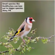  ?? Almy/PA ?? Small species like Goldfinche­s can lose out to bigger species.