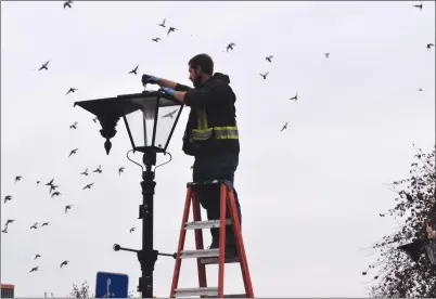  ?? NEWS COLLIN GALLANT ?? Tyson Carrier, of Quickway Electric, performs regular maintenanc­e on the downtown's distinctiv­e gas lamp electric streetligh­ts. Candidates in current municipal election are debating ways to help downtown developmen­t.
