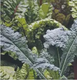  ??  ?? Kale and rainbow chard.
Picture: Jennifer Stackhouse.