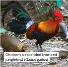  ?? ?? Chickens descended from red junglefowl (Gallus gallus)