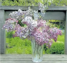  ??  ?? A very simple arrangemen­t carries the delicate scent of old-fashioned lilacs into the house to enjoy. Floral preservati­ve added to the water will help the bouquet last a little longer.