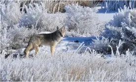  ?? Photograph: Tom Koerner/US Fish and Wildlife Service ?? Coyote stands in the frost in the Seedskadee national wildlife refuge in Wyoming.