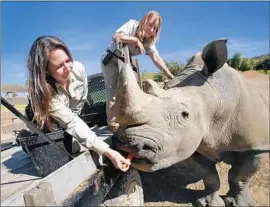  ?? Howard Lipin San Diego Union-Tribune ?? ZOOKEEPERS Katie Garagarza, left, and Jane Kennedy feed Chuck at the San Diego Zoo Safari Park. The clever rhino was famous for his ability to open gates.