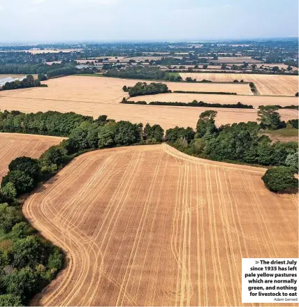  ?? Adam Gerrard ?? > The driest July since 1935 has left pale yellow pastures which are normally green, and nothing for livestock to eat