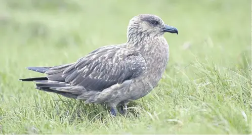  ?? ?? A great skua. Avian flu has devastated seabird population­s