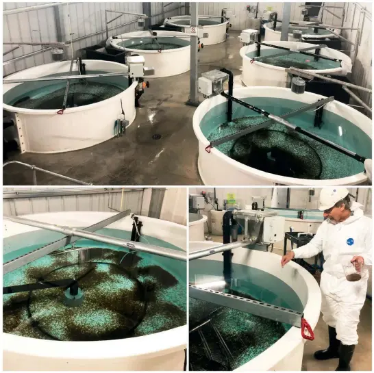  ??  ?? Above: Milestone for the Miami Bluehouse. The first two commercial batches of salmon from the hatchery go into the brand new start feeding unit. Opposite (top): Atlantic Sapphire salmon. (Below): Atlantic Sapphire has started its production of Atlantic Salmon in its Miami Bluehouse