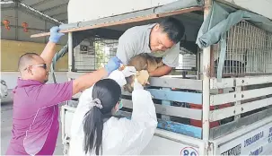  ??  ?? VAKSIN: vaksin. Seorang petani memegang anjingnya dari belakang lori jenis pikap untuk diberikan