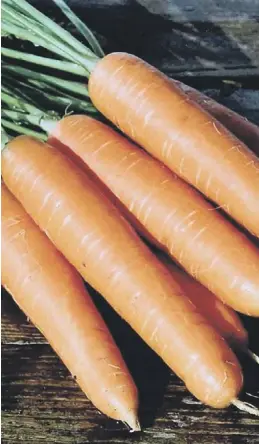  ??  ?? COLD COMFORT: ‘Eskimo’ carrots can handle the winter weather.