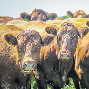  ??  ?? HERD HEALTH: A study found metabolic profile testing could benefit beef producers.