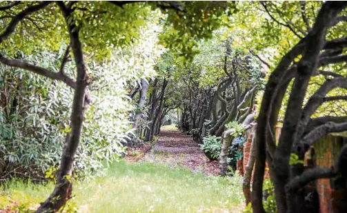  ?? —PHOTOS: HERMÈS ?? The balmy woods at Venice’s Garden of Eden pervaded in perfumer Christine Nagel’s olfactory memory long after her visits.