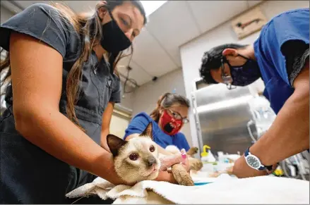  ?? WILFREDO LEE/ASSOCIATED PRESS ?? Personnel keep a cat named Miller calm as some blood is drawn last month at Veterinary Specialty Hospital in Palm Beach Gardens, Florida. Veterinary positions are projected to grow 16% by 2029, nearly four times the average of most other occupation­s.