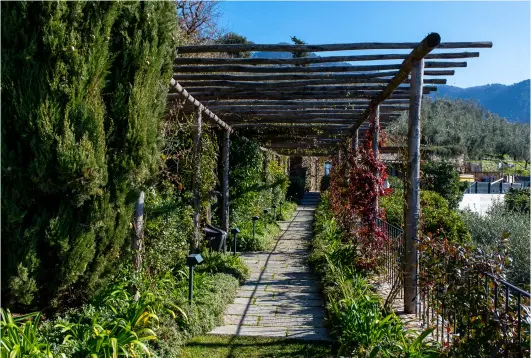  ??  ?? Molte sono le zone tematiche del giardino. Un orto a cassoni, comodo e pratico, e, nei pressi della villa, un muro gradonato con piante endemiche e aromatiche ricche di fiori e profumi, dalle rose Knock Out al rosmarino, dalle lantane all’elicriso, che danno luogo a una fioritura che raggiunge i dieci mesi di durata complessiv­a. L’oliveto rigenerato e un muro di pietra rimesso in sicurezza, per tracciare il percorso seguito da un agrumeto, integrato, ora, da arancio dolce, mandarino e dall’albero del kumquat. Un frutteto, ben esposto al sole, arricchito da varietà di piante che non richiedono trattament­i parassitar­i né altre cure particolar­i, come il melograno, il nespolo giapponese – molto resistente e perfettame­nte integrato in Italia –, noci, noccioli, mandorli e i susini della varietà “goccia d’oro” che sono molto forti di fronte agli attacchi dei parassiti. Infine, una piscina circondata dalla natura ricostruit­a.