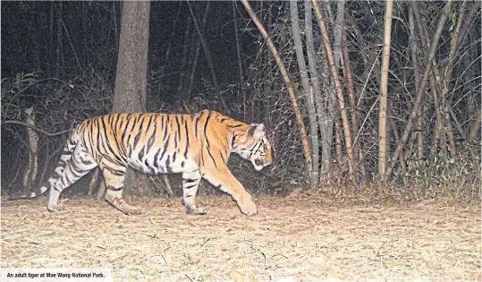  ??  ?? An adult tiger at Mae Wong National Park.