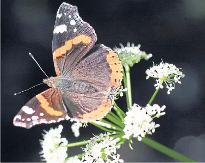  ??  ?? GENTLE: The red admiral butterfly stuns on one of the newly opened wildflower trails in Scotland