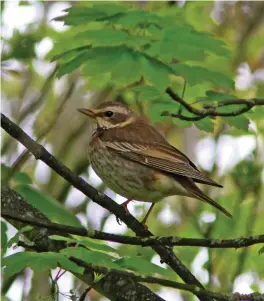  ?? ?? NINE: Female Dusky Thrush (Margate Cemetery, Kent, 18 May 2013). Dusky Thrush – another very rare vagrant to Britain – also resembles Redwing in size and structure, while its strong superciliu­m is also highly reminiscen­t of that species. The rest of its plumage is generally rather distinct, however, with variable but (as here) often prominent chestnut hues in the upperparts and blackish markings, often in the shape of chevrons, across the breast and down the flanks, the ground colour of which is white.