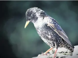  ??  ?? ●●Starlings are a great bird to watch though the seasons