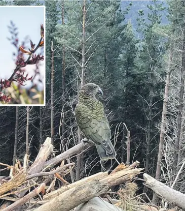  ?? SUPPLIED ?? Kea in the Nelson Tasman pine plantation forests have been the focus of a study for the first time.