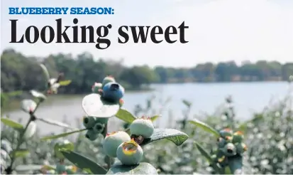  ?? PHOTOS BY SUSAN JACOBSON/STAFF ?? The 2017 blueberry season is heating up in Central Florida. Commercial picking began in mid-March and the U-pick season will start soon.