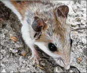  ?? KAREN PARKER / FLORIDA FISH AND WILDLIFE CONSERVATI­ON COMMISSION ?? The Anastasia Island beach mouse is an endangered species found primarily at Anastasia State Park and Fort Matanzas National Monument.