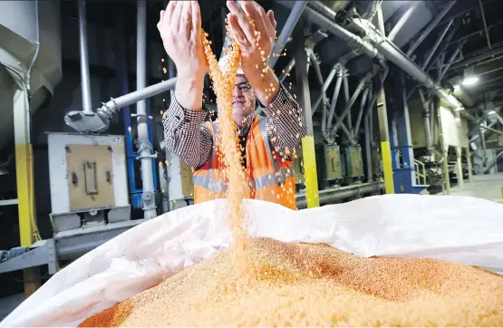  ?? TROY FLEECE/FILES ?? Murad Al-Katib, CEO of AGT Food and Ingredient­s Inc., at his company’s processing plant in Regina. The processor of pulses, staple foods and ingredient­s is part of the board of directors for the federal government’s $153-million Protein Industries Superclust­er. The initiative aims to create 4,500 new jobs and contribute $4.5 billion to Canada’s GDP in 10 years.