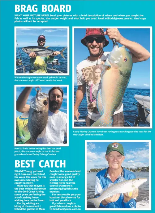  ??  ?? We are starting to see some small yellowfin turn up, this one was caught off Tweed Heads this week. Hard to find a better eating fish than our pearl perch, this one was caught on the 50 fathom grounds on board Cushy Fishing Charters. Cushy Fishing...