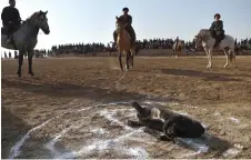  ?? ?? A calf carcass laying in a scoring circle called a ‘jor’, ahead of a buzkashi game.