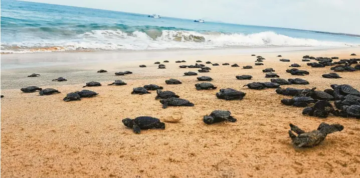  ?? Foto: project Biodiversi­ty ?? Frisch geschlüpft­e Schildkröt­en sind auf der Kapverden-insel Sal auf dem Weg zum Meer. Die Tiere sind gefährdet, wer das Schutzproj­ekt unterstütz­en möchte, kann eine Schildkröt­e adoptieren.