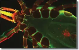  ??  ?? medicalxpr­ess.com Ixodes scapularis ticks transmit the pathogens of Lyme disease, resulting a multisyste­m illness in a variety of animals and humans. The image shows bottom side a live Ixodes tick as seen under a confocal immunofluo­rescence microscope.