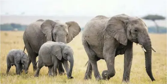  ?? ?? Cites maintains its stance on ivory trade citing sale will encourage poachers to kill elephants.