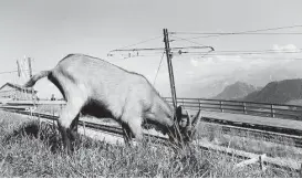  ??  ?? Hikers encounter mountain goats as they approach the summit of Mount Rigi.