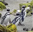  ?? Fotos (2): Anne Wall ?? Erinnern sich die Pinguine im Winter an die Antarktis?