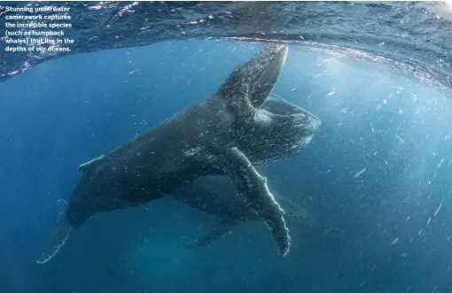  ??  ?? Stunning underwater camerawork captures the incredible species (such as humpback whales) that live in the depths of our oceans.