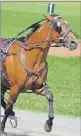  ??  ?? It’s a big weekend of harness racing on Prince Edward Island. Red Shores at Summerside Raceway will host its annual Canada Day program on Saturday afternoon, and Red Shores Racetrack and Casino at the Charlottet­own Driving Park will be the site of a...