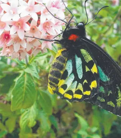  ?? Picture: RICHARD BULL ?? The Richmond birdwing butterfly is one of nature’s beauties on Currumbin Creek Road.