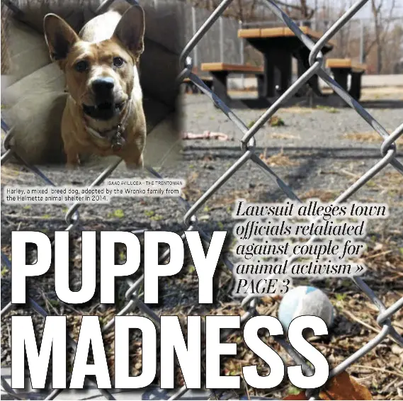 PUPPY MADNESS PressReader